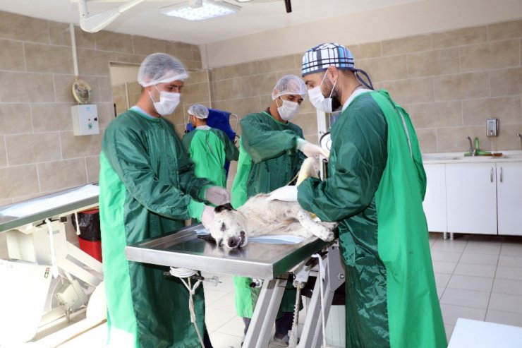 Magandaların silahla yaraladığı iki sokak köpeği ölümden döndü