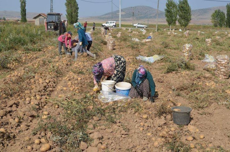 Altıntaş’ta 2 bin 500 ton patates verimi bekleniyor