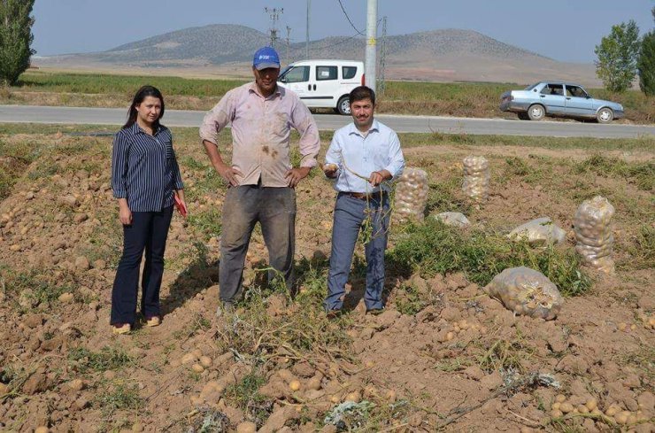 Altıntaş’ta 2 bin 500 ton patates verimi bekleniyor