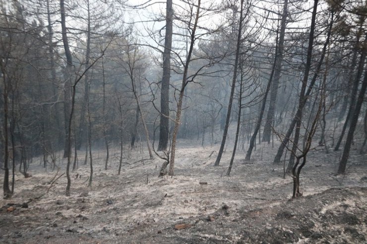 Sakarya’da orman yangını kısmen kontrol altına alındı