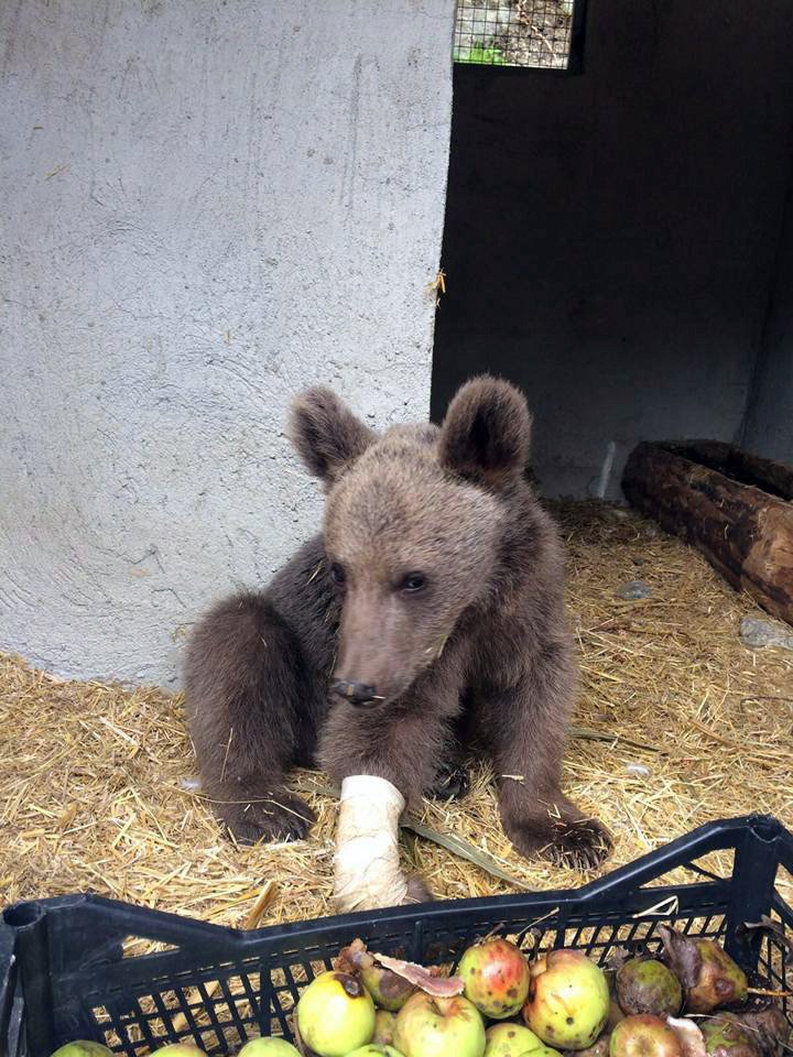 Yavru ayı tedavisinin ardından doğaya salındı