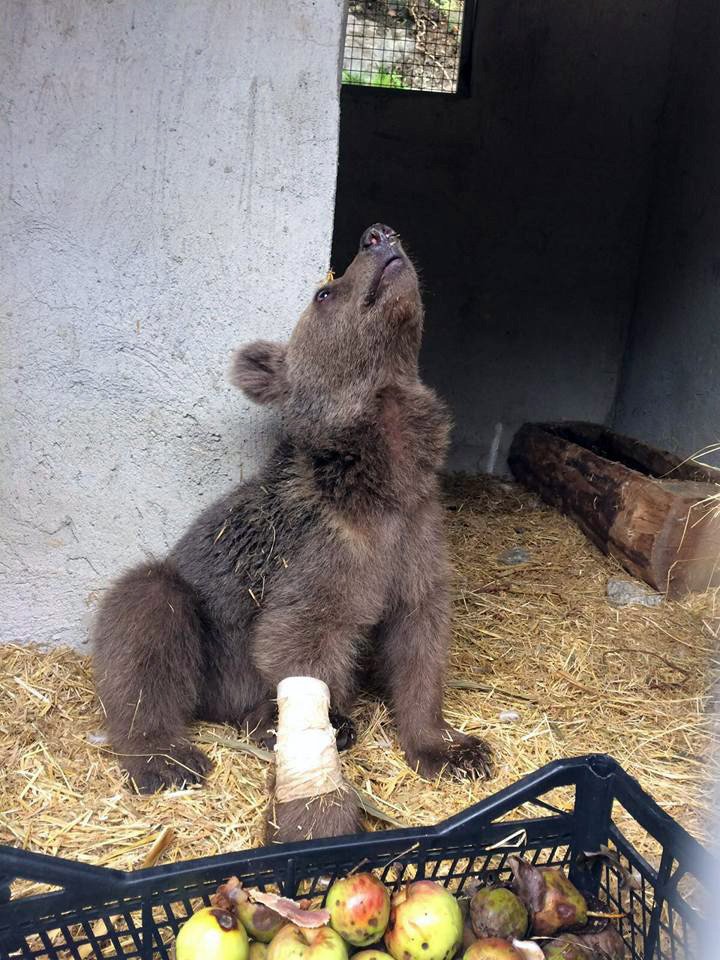 Yavru ayı tedavisinin ardından doğaya salındı