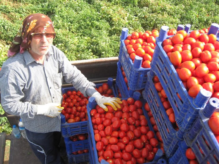 Salçalık domates 45 kuruş