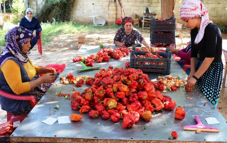 Anadolu kadınının biber salçası mesaisi