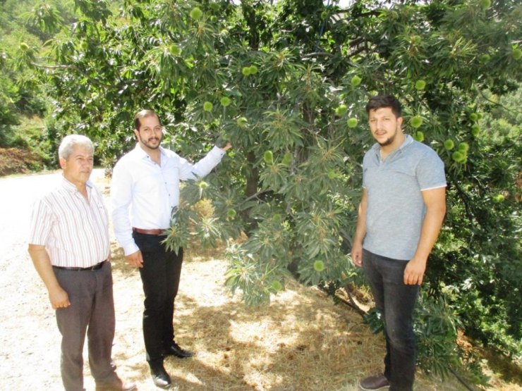 Ödemiş kestanesi Almanya’da görücüye çıkacak