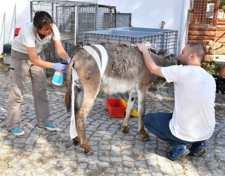 Doğal Yaşam’da yaralar sarıldı