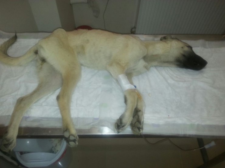 Hasta sokak köpeği için hayvanseverler seferber oldu