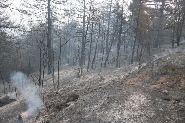 Orman yangınında 25 hektar alan kül oldu