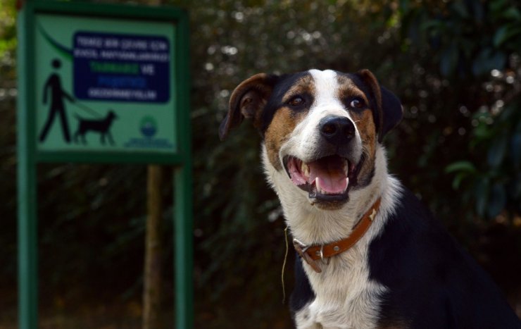 Sarıyer’de saldırgan sokak köpekleri yüzünden mahalleli dışarı çıkamıyor