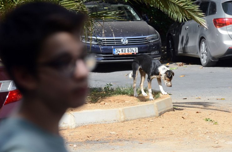 Sarıyer’de saldırgan sokak köpekleri yüzünden mahalleli dışarı çıkamıyor