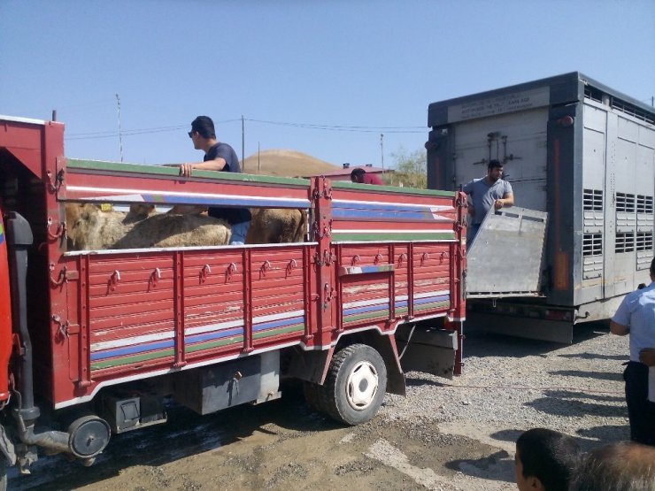 Tuzluca’da Genç Çiftçi Projesi kapsamında 16 çiftçiye 96 adet Büyükbaş hayvan dağıtıldı