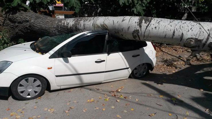 Ağaç otomobilin üzerine devrildi