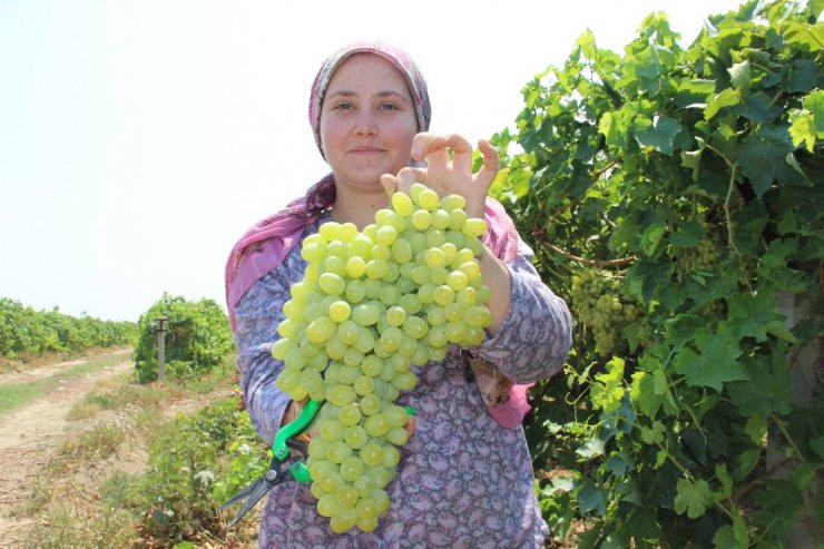 Türkiye’nin organik ürünleri Manisa’dan