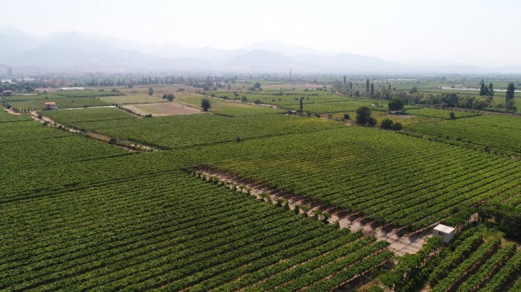 Türkiye’nin organik ürünleri Manisa’dan