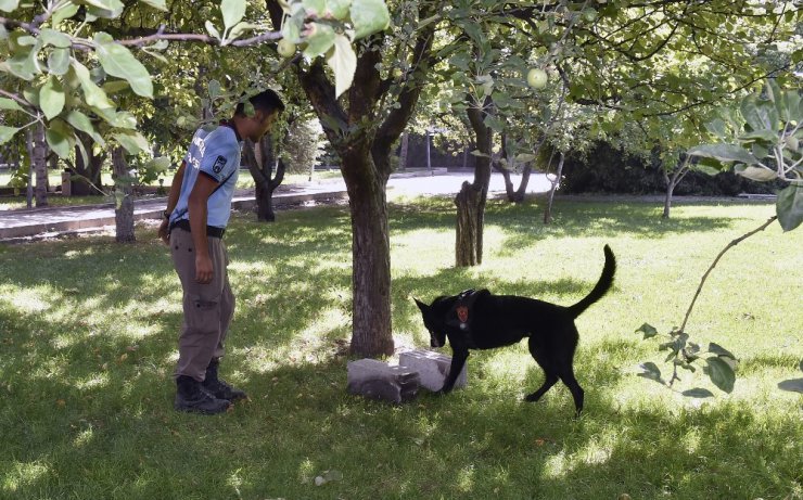 Ankara İtfaiyesi’nin dedektör köpeği Boomer’a “ceset arama köpeği” unvanı