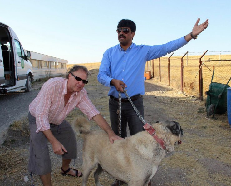 Yabancı turistler Kangal köpeğine hayran kaldı