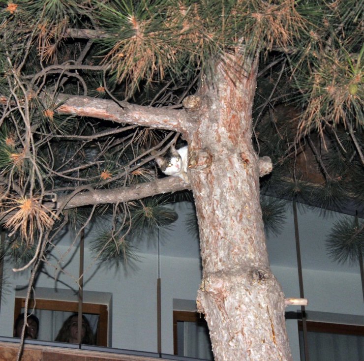 Elazığ’da kedi kurtarma operasyonu