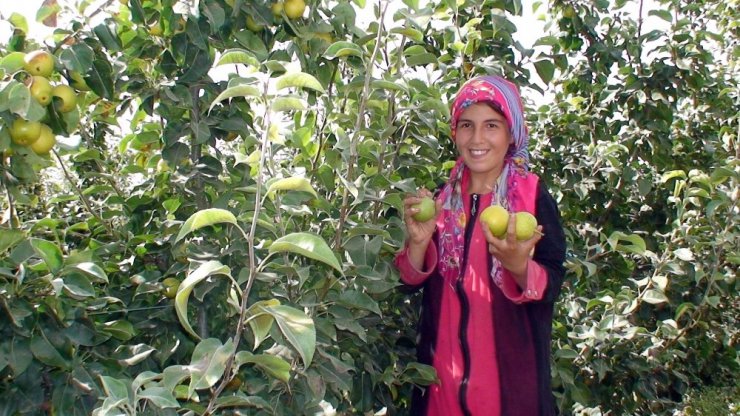 Konya’da çiftçinin yeni umudu ‘Japon armudu’