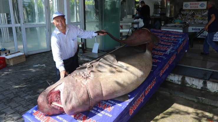 1 ton 200 kiloluk köpekbalığı yakalandı