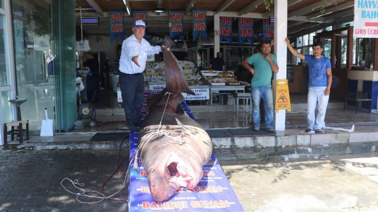 1 ton 200 kiloluk köpekbalığı yakalandı