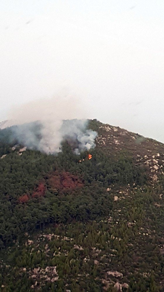 Muğla Milas’ta orman yangını