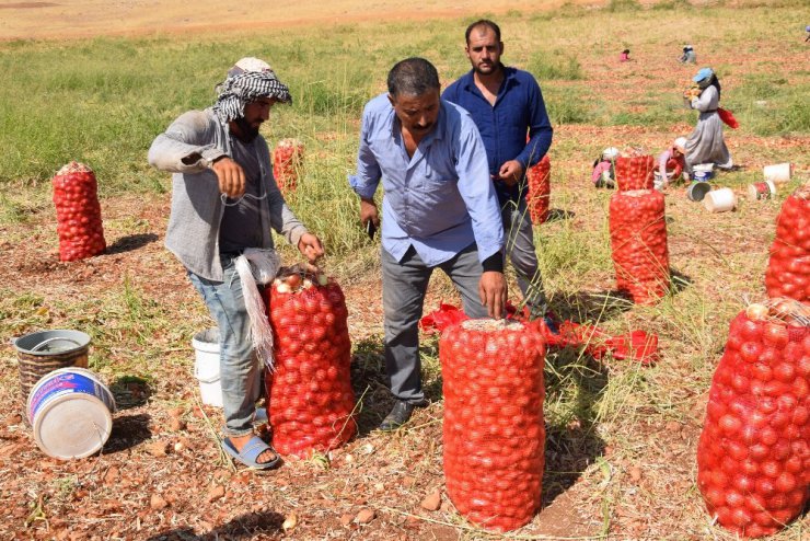 Soğanın tarladaki fiyatı 30 kuruşa düştü