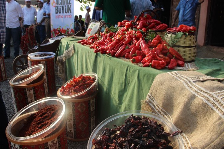 İsot festivali tarlada hasat ile başladı