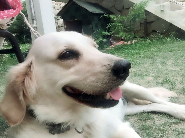 Evin bahçesinden köpek hırsızlığı