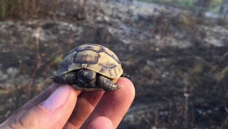 Yavru kaplumbağayı yanmaktan son anda kurtardılar