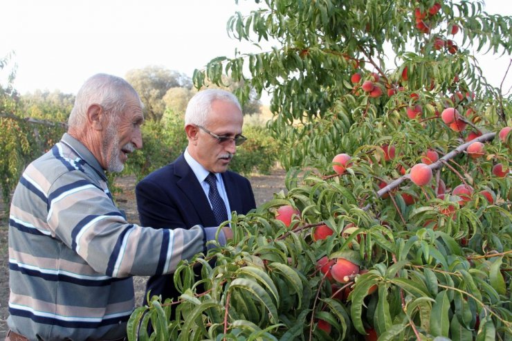 Yozgat’ta meyve bahçeleri 25 bin dekara ulaştı