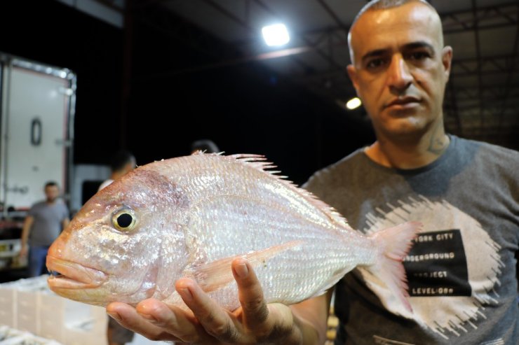 Akdenizli balıkçılar sezonu davul zurnayla açtı
