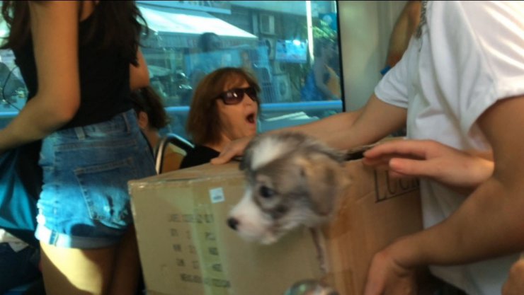 Tramvaydaki sevimli kaçak yolcu