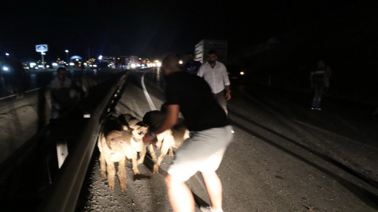 Hayvan yüklü kamyonda can pazarı yaşandı