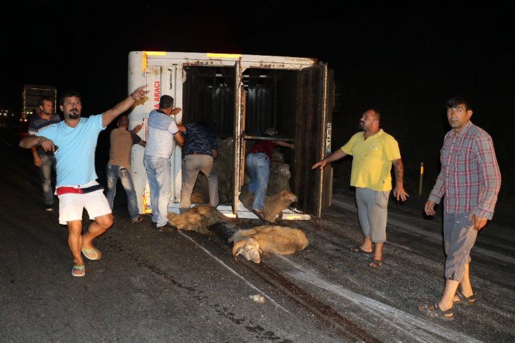 Hayvan yüklü kamyonda can pazarı yaşandı