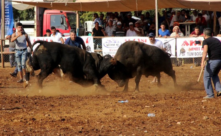 Kötekli Arenası’nın Baş boğası Şımarık