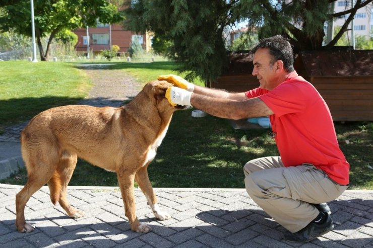 Odunpazarı Belediyesi sokak hayvanlarına aşılama yaptı