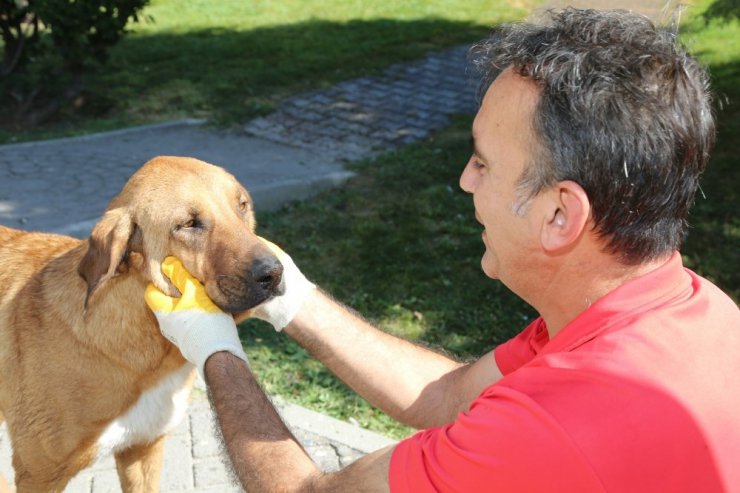Odunpazarı Belediyesi sokak hayvanlarına aşılama yaptı