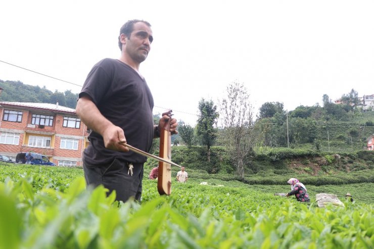 Çay toplayan Gürcü işçileri kemençe ile motive ediyor