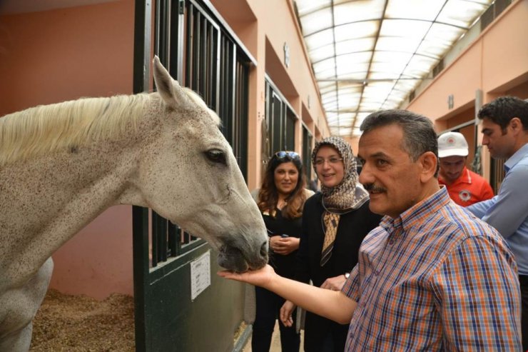 Vali Kaymak, Büyükşehir Belediyesi Atlı Spor Tesislerini gezdi