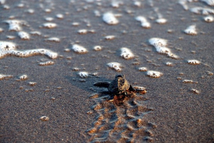 55 bin yavru deniz kaplumbağası denizle buluştu