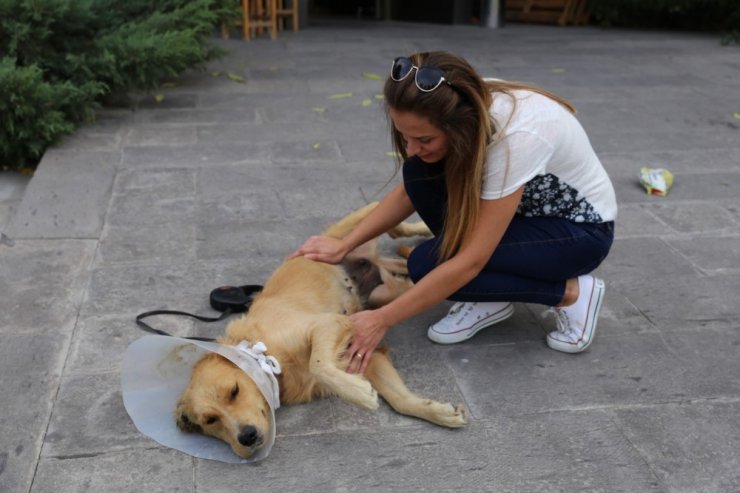 Sokakta bulduğu köpeğin ameliyatı için sponsor arıyor