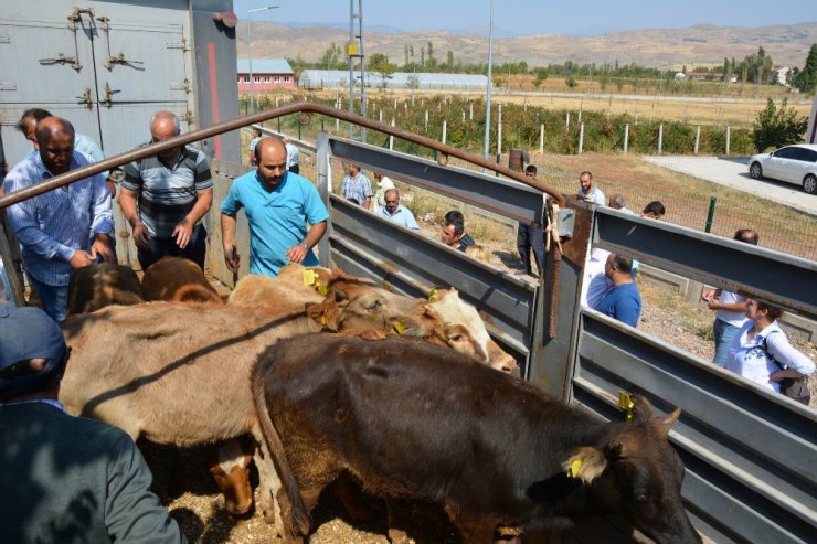 Suşehri’nde genç çiftçilere dana dağıtıldı