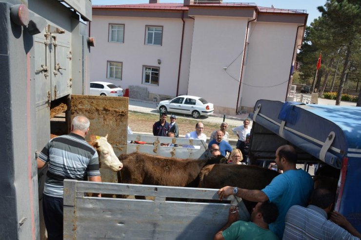 Suşehri’nde genç çiftçilere dana dağıtıldı