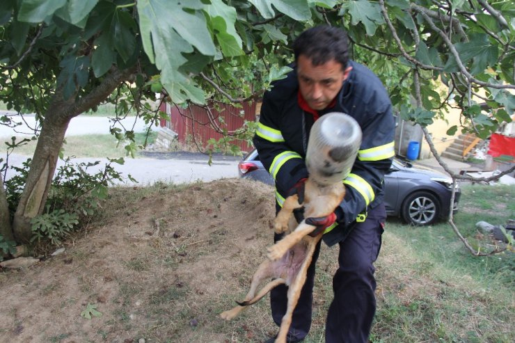 Kafasını turşu bidonuna sıkıştıran köpeğe itfaiye yardımı