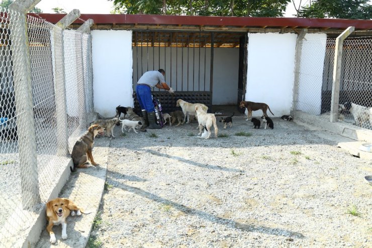 Ordu’da sokak hayvanları emin ellerde