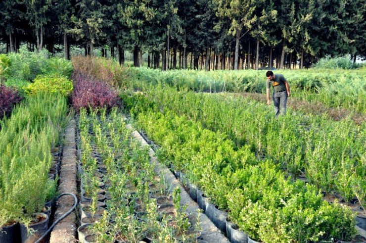 Şanlıurfa’nın süs bitkileri Akçakale’de yetişiyor