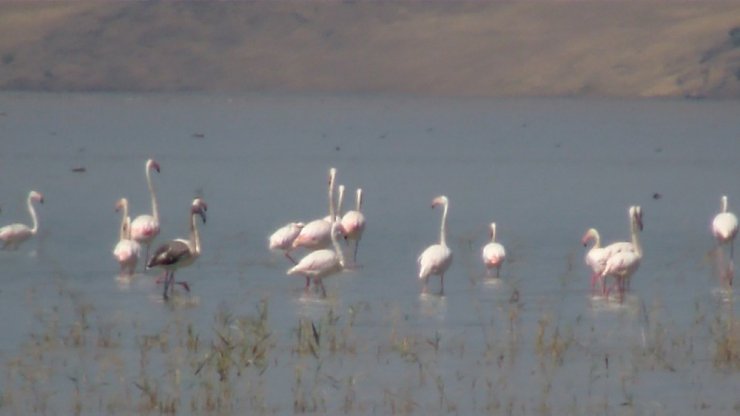 Flamingoların görsel şöleni