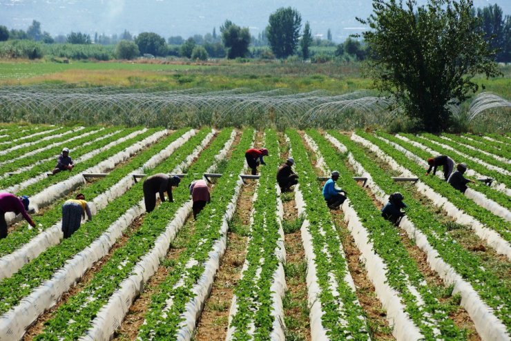 Çilekte sezon hazırlıkları erken başladı