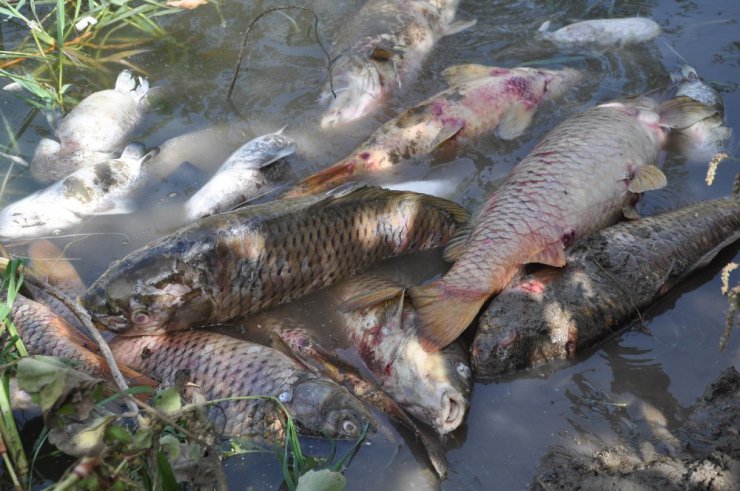 Karacabey’de balık katliamı sürüyor
