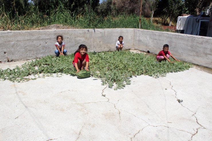 Beton çatlaklarından karpuz çıktı